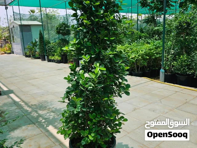 Ficus Tree