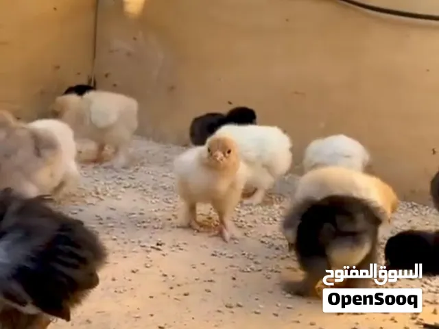 صيصان براهما