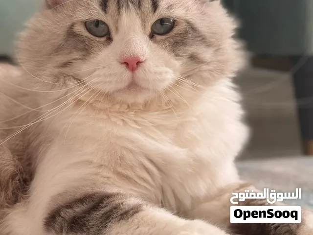 عائلة قطط (ام واب وكيتن 2 ) للبيع family (the mother /father, 2 kittens) for sale !