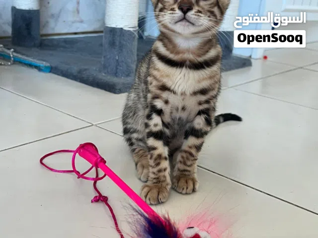 Bengal kittens 2 months old