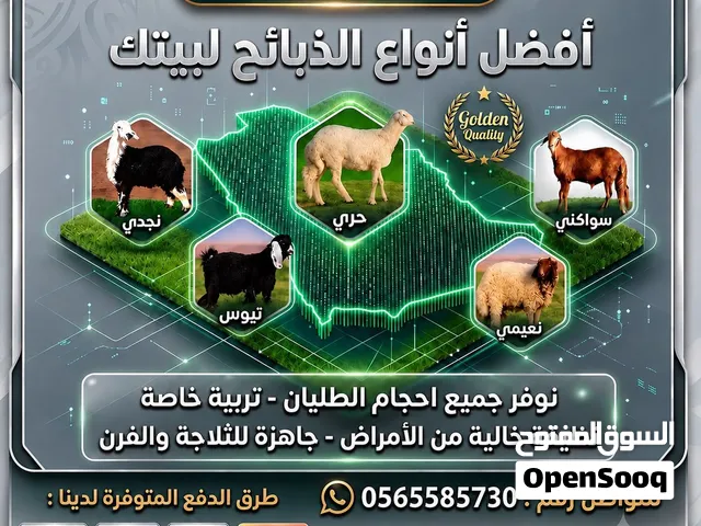 ذبايح. تيوس و طليان