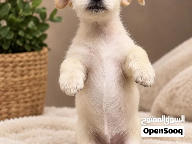 جراء شيواوا مكس تيرير !!