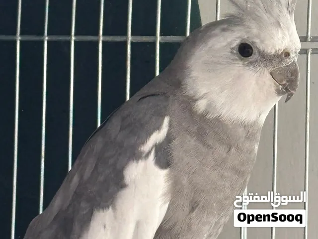 ببغاء كوكتيل جميل جدا