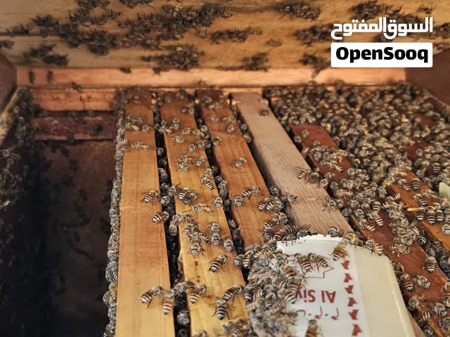 خلايا نحل تربية للبيع  8 برواز = 80 9برواز=90 7 برواز = 70 5 برواز= 50