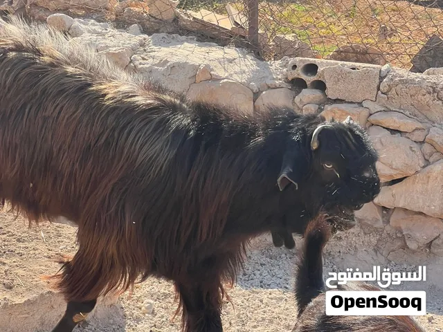 تيس شامي حبة من كل جال كفاله هداد