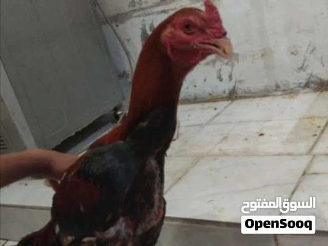 للبيع طير تركي ب تايلاندي