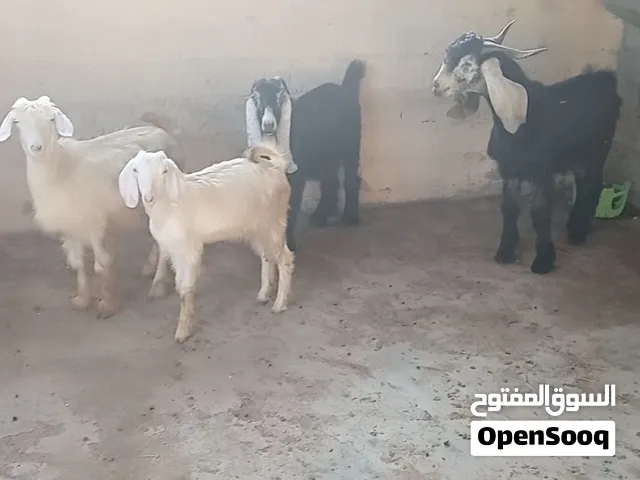 حلال عارضي ورحبي