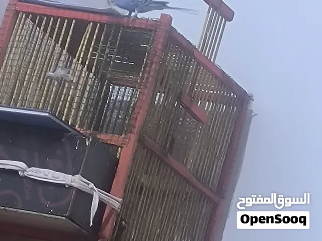 طيرر حب اليف طينه كلش اليف ياكل من الايد ويحب يحط،ع الجتف كلش حلو للبيع او مراوس