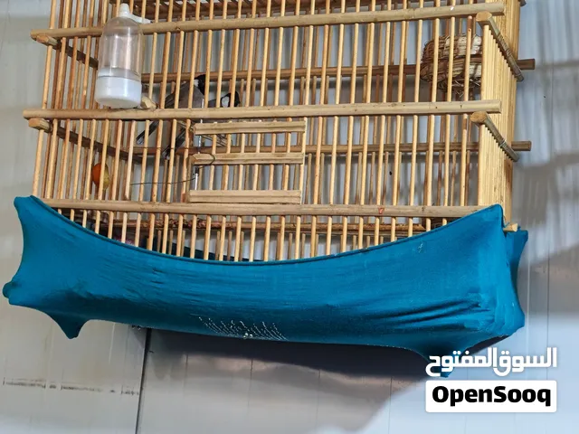بلابل فحل ونثيه للبيع مزاويج شرط الانتاج والصحه محتاج واريد ابيعهن