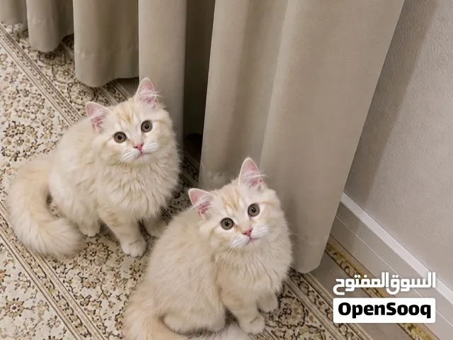 قطط للبيع للتواصل صغار ومتعودين على بعض