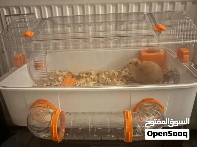 قفص هامستر كبير و مريح للبيع بحالة ممتازة