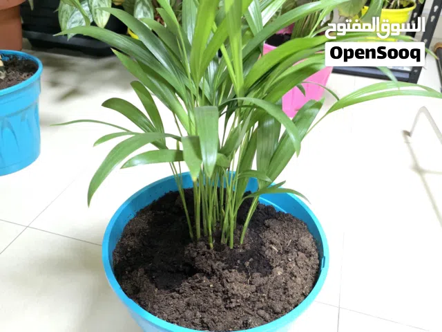 Healthy Lady Palm Indoor Plant in Pot  Home & Office Decor