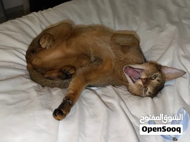 Abyssinian cat