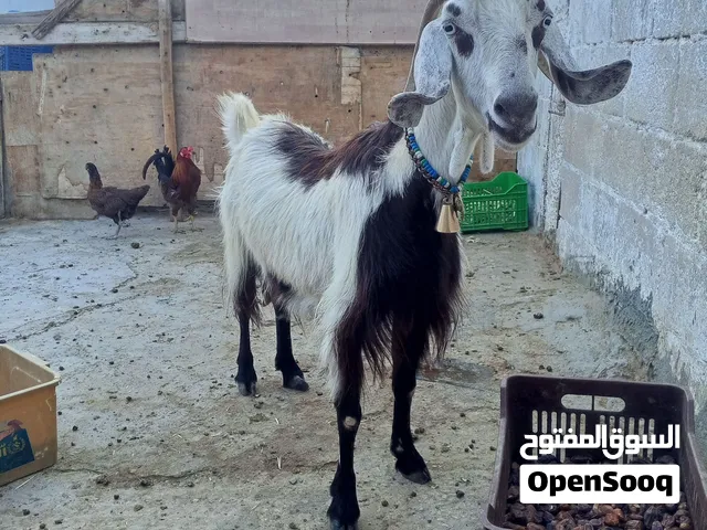 عنزة عشار ثلاثة ونص