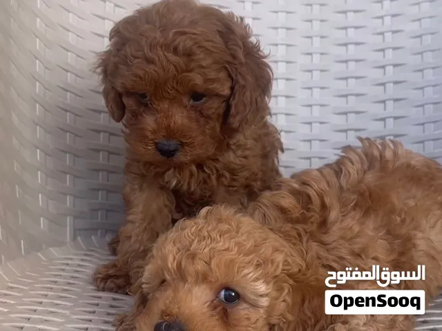 Toy Poodle Puppies