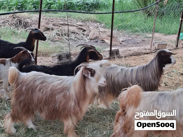 أغنام محليه للبيغ