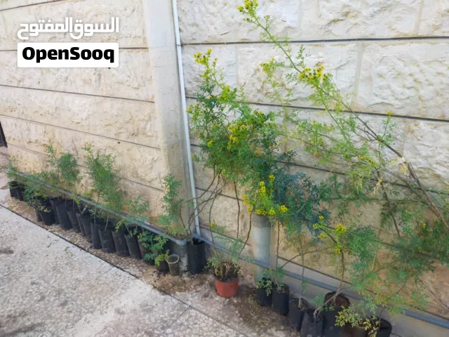 توصيل مجاني شتلات نبات الفيجن او السذاب العطري رائحة نفاذة دائمة الخضرا صيف شتاء .