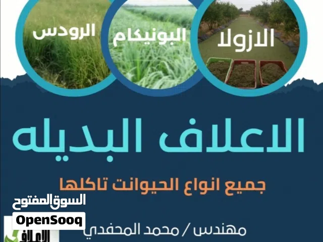 علف الازولا يزرع مره وينتج يوميا مدى الحياه للدجاج والمواشي وجميع الحويانات