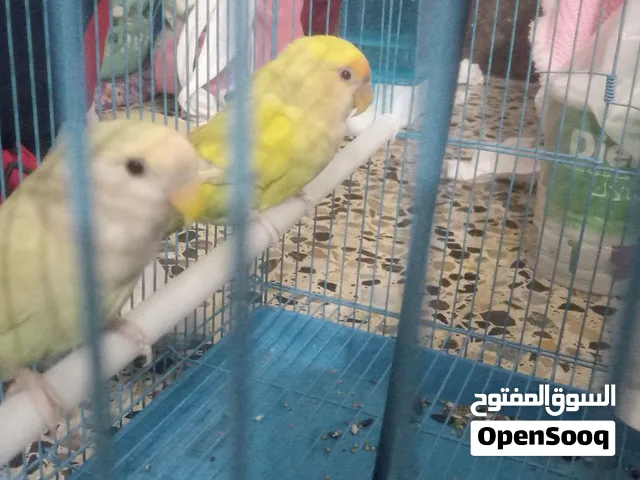 غنادير للبيع مكصوصات الاصفر اعيون حمر الغنادير هنة والقفص أو ربع كيلو اكل والمشربيات كلهن الوصف.....