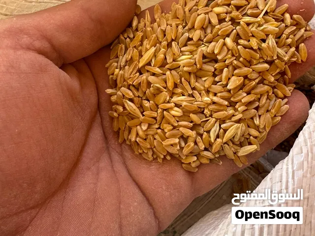 قمح مغربل ع الطحن مباشره كفالة