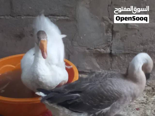 زوج  بط للبيع كبار ونضيفات