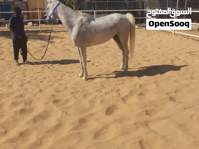 خيل انكليزي خصي حق سكول