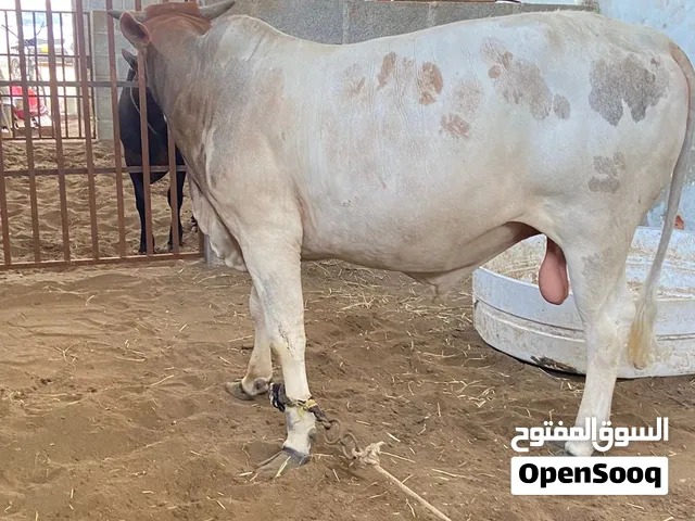 ثور للبيع ما عليه كلام الثور هادي ومطعم  تعال افحص الثور قابل التفاوض شي بسيط