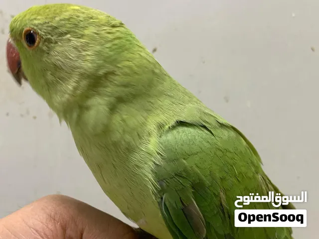 INDIAN RING NECK PARROT