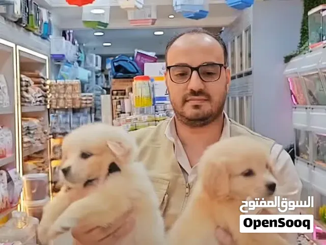 بيع كلاب  ميني جريفون