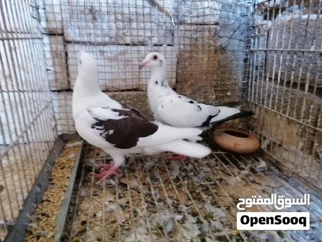 زوز انثايات زاجل جاهزات ماشاءالله تبارك الله لاقوة الا بالله