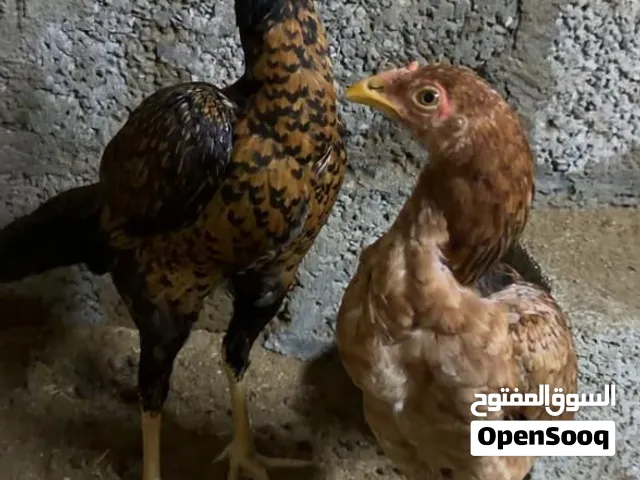 طيور باكستانيه