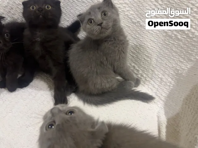 قطط سكوتش للبيع