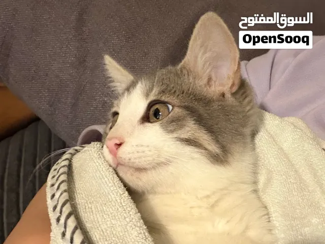 قطة إنقاذ للتبني