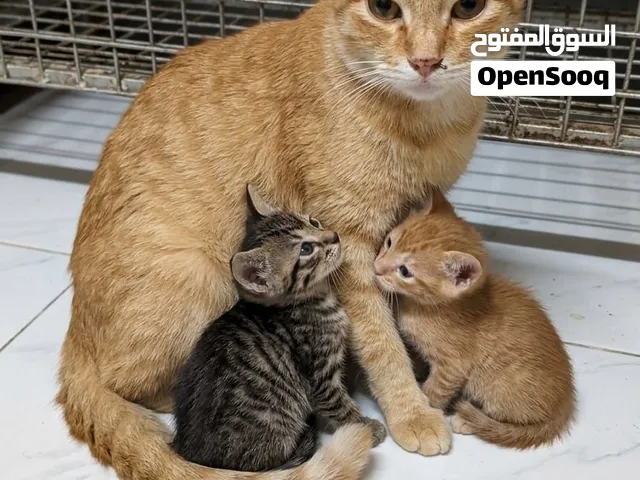 قطط شيرازي للبيع