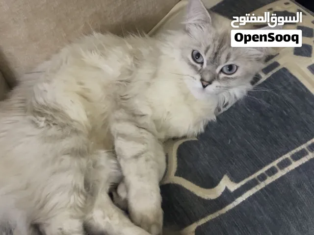 للبيع ( مع اغراضها)