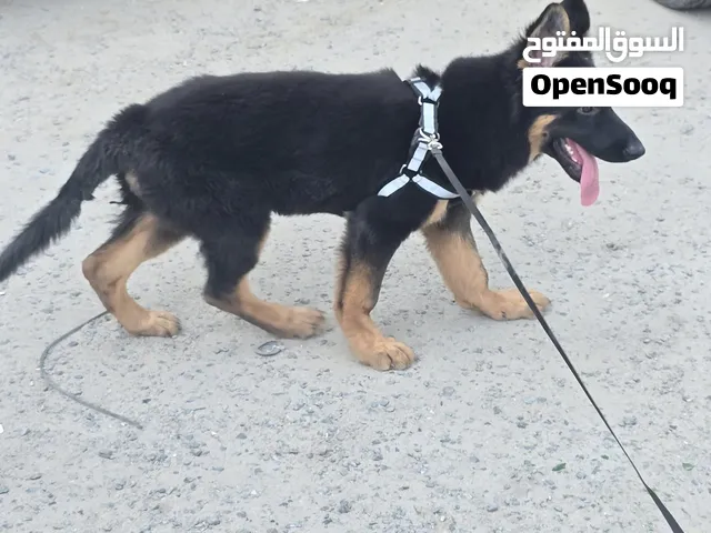 للبيع نثية جيرمان شيبرد 3 شهور