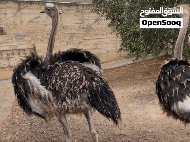 نعام أفريقي اصبعين مستورد للبيع