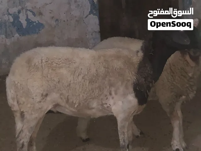 نعجة للبيع