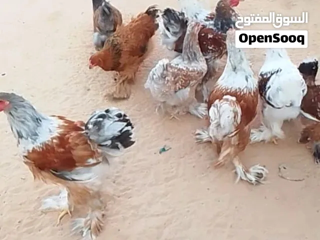 متوفر بيض دجاج برهما ناري وبلاسلن تخصيب مطمون