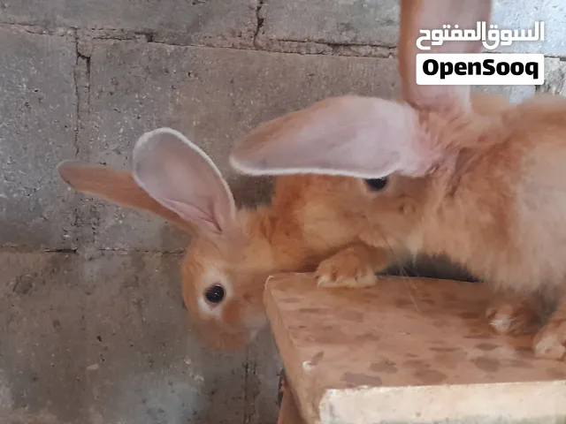 ألماني على بابيون