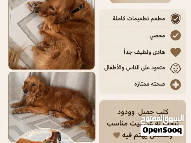 Golden retriever