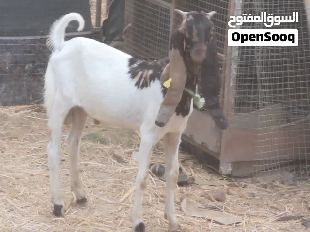 تيس باكستاني حجازي فحل حار ع الحلال
