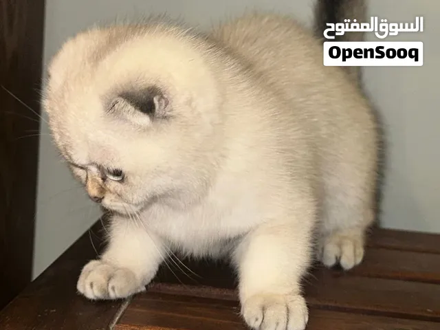 للبيع كتنز سكوتش فولد مميز