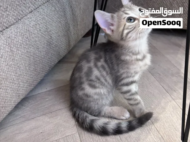 كيتن قط بنغال سلفر
