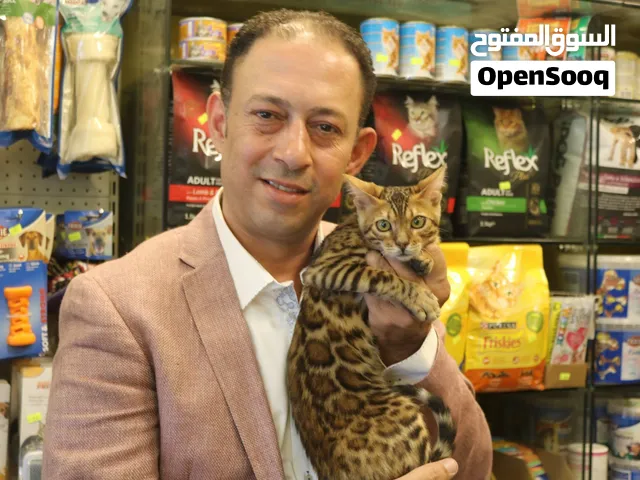قطط سكوتش فولد للبيع في عمان جمبع الالوان Scottish Fold