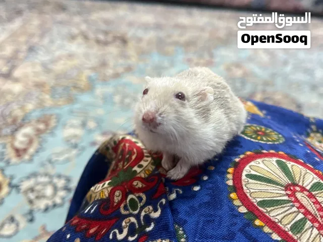 هامستر روسي القزم