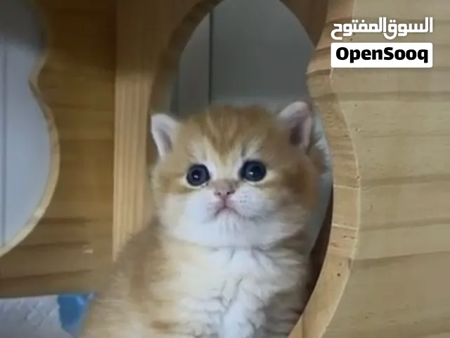 قطط سكوتش ستريت و سكوتش فولد