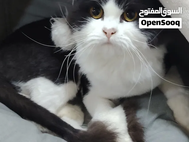 قط اسود وابيض ملقح واليف