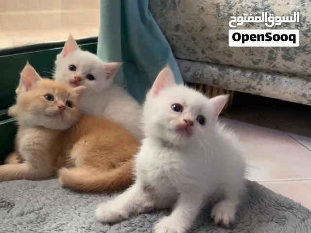 قطط شيرازي بيور ممتازين وحالتهم الصحيه ممتازه جدا العمر شهر و اسبوع