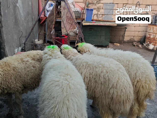 اخوان فحله 4 العمر 6 اشهر بس نوعهن كريشيات مال رباط الحلال خير من الله باقي التفاصلي بلوصف